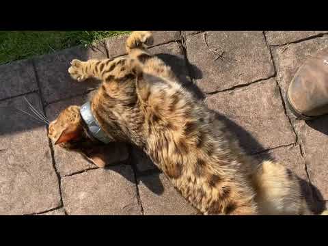 Bengal Jude the happy cat