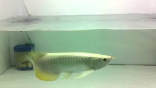 Golden head arowana
