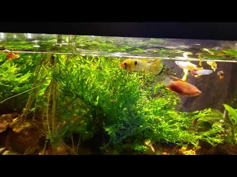 YouTube video about: How long do air stones last?