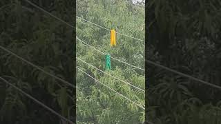 Half Moon Run - Everybody Wants (Cover)