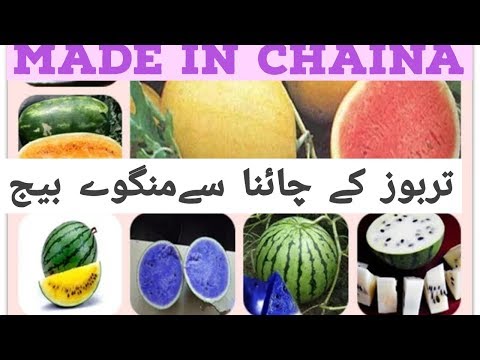 download lagu mp3 mp4 Watermelon Varieties In Pakistan, download mp3 Watermelon Varieties In Pakistan free download, download mp3 Watermelon Varieties In Pakistan