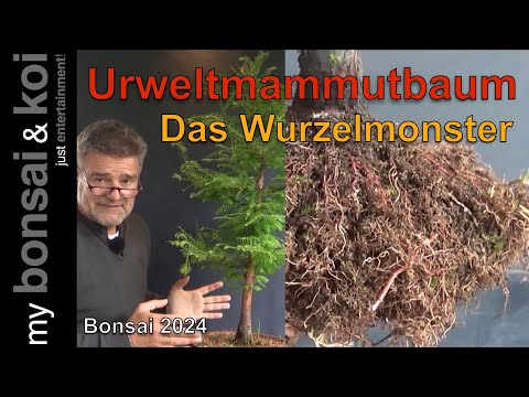 Bonsai 2024-63 - Urweltmammutbaum - DAS Wurzelmonster!