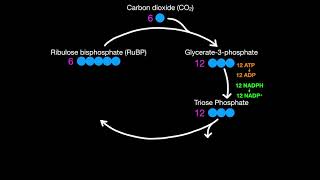 8.3 Light-Independent Reactions of Photosynthesis