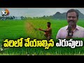 fertilizers for paddy వరిలో వేయాల్సిన ఎరువులు matti manishi 10tv news