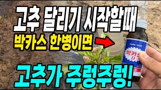 고추 달리기 시작할때 박카스 한병이면 고추가 주렁주렁! 고추 다수확 대박!
