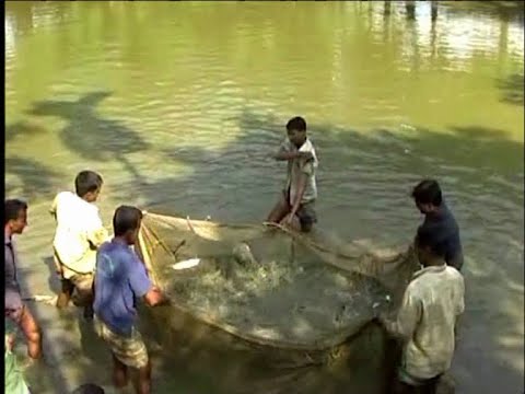 মাছ চাষে ভাগ্য ফিরেছে নেত্রকোণা ও শরীয়তপুরের মানুষের | ETV News