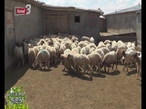 KANAL 3’TE SABAH 12 02 2019