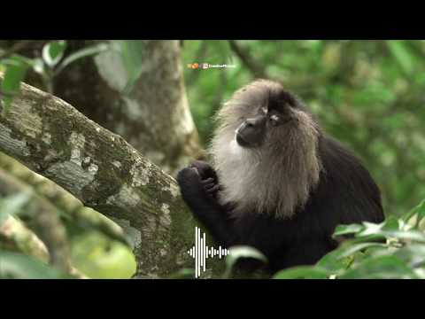 Naavaduva Nudiye Full video | Gandhada Gudi | Dr Rajkumar | Status