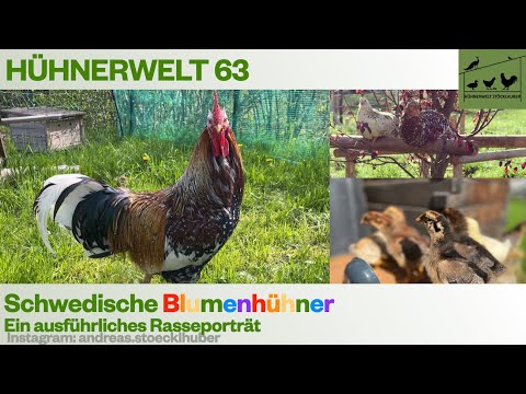 Hühnerwelt 63 Schwedische Blumenhühner Rasseporträt