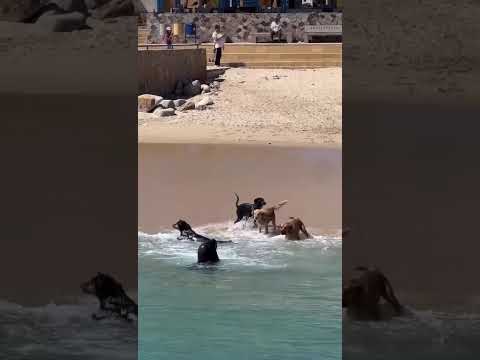 Playful Dogs Interacts a Sea Lion on the Beach of Valparaiso Chile II ViralDog