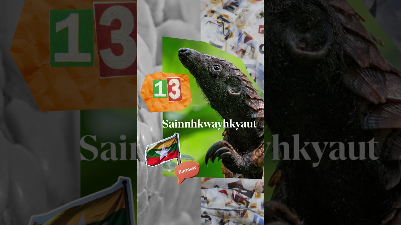 30 words for pangolin