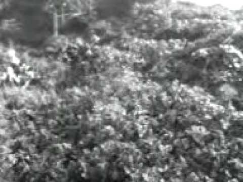 Ponta das feiticeiras e trilhas..3gp