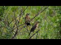 Boat-tailed grackles