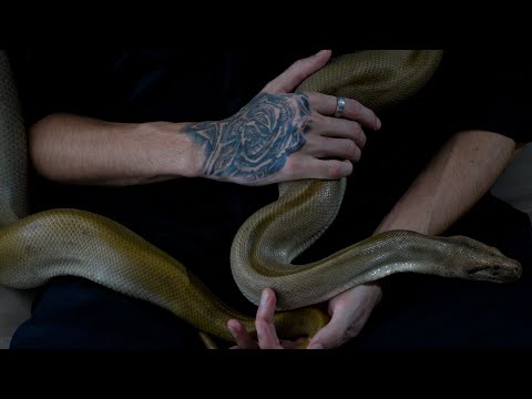 Wolty - Odio esta cancion