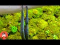 Leeches On Skin Time Lapse Earth Unplugged Bitten By Leeches 4K