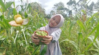 Download lagu HARI INI PANEN BUAH CIPLUKAN.BUAHNYA BENAR BENAR LEBAT.😁👍👍 mp3