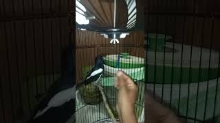 Download lagu tutorial bikin kacer jinak mp3