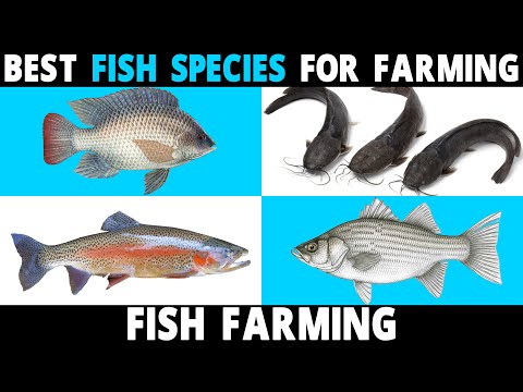 Best FISH SPECIES to Farm | Tilapia, Catfish, Perch, Carp, Hybrid Striped Bass, Trout, Salmon Fish