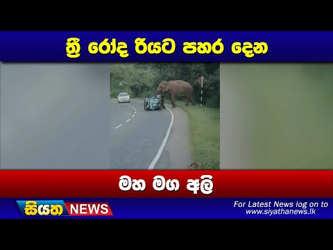 ත්‍රී රෝද රියට පහර දෙන මහ මග අලි | Siyatha News