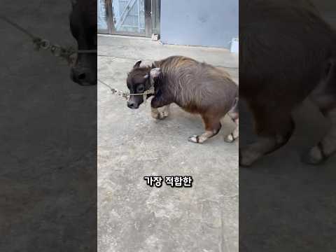 반려동물로 적합한 동물