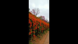 銅鑼炮仗花季