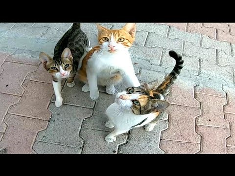 i find amazing stray cats