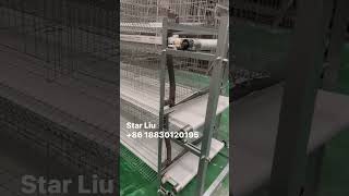 Download lagu H type 4 tiers layer cages With manual belt type manure removal machine Which fit 30-50 meters house mp3