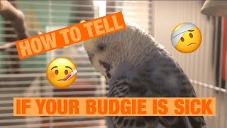 HOW TO TELL IF YOUR BUDGIE IS SICK