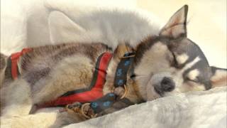 Lou Reed:&quot;Goodnight Ladies&quot;