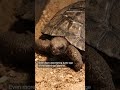 At 100 Tortoise Becomes Oldest First Time Mom Of Her Species