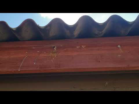 Gazebo Plagued by Carpener Bees & Paper Wasps in Brick, NJ