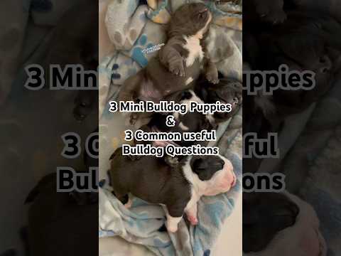 American Tactical Bull-Dog 12 Gauge Bullpup Semi Auto Shotgun - Review/Range