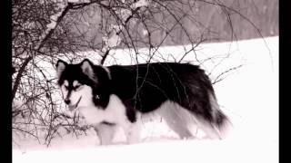 preview picture of video 'Kamień Pomorski Poland Alaskan Malamute - Nuka'