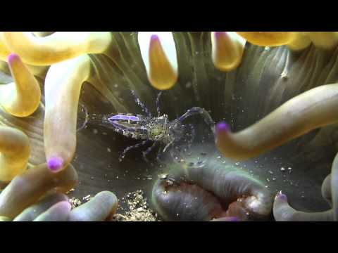 Diving Dragonera - diving.DE Mallorca - 2013, Mallorca,Dragonera,Spanien