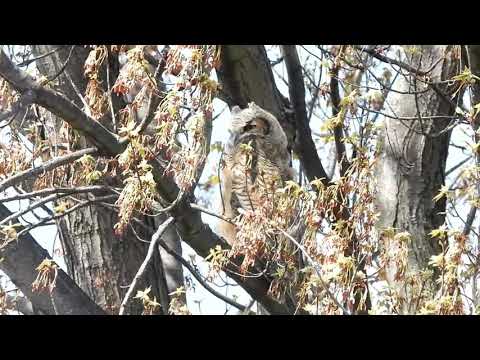 great horned owl fledgling 2021