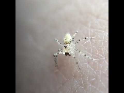download lagu mp3 mp4 White Clear Spider, download lagu White Clear Spider gratis, unduh video klip White Clear Spider
