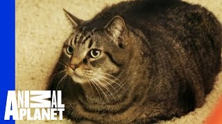 Beau Nugget The Cat Starts His Difficult Weight Loss Journey | My Big Fat Pet Makeover
