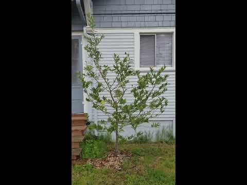 Erik of the Eugene Tree Team: Oregon myrtle