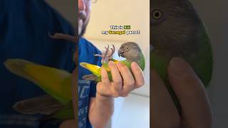 Kili Senegal Parrot Flipping Out of Excitement