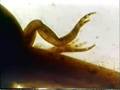 Sesame Street Tadpole