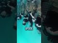 Underwater Navy Seals Training 😨 (@socomathlete)