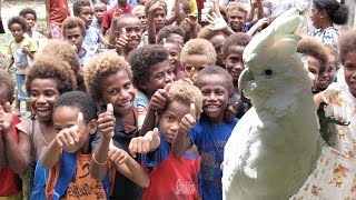 Попугай с Соломоновых островов
