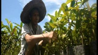 Selamatkan Hutan di Indonesia