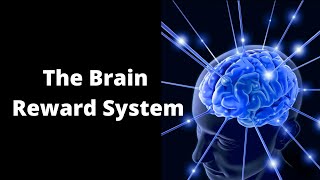 What Is the Reward System of the Brain