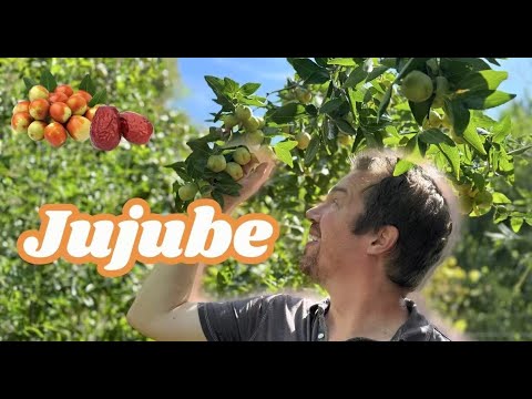 Jujube! Der einfachste und am meisten unterschätzte Obstbaum