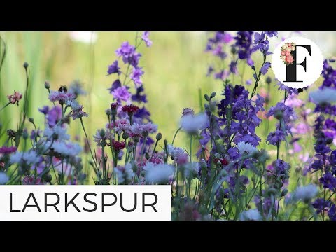 download lagu mp3 mp4 Larkspur Flower Perennial, download lagu Larkspur Flower Perennial gratis, unduh video klip Larkspur Flower Perennial