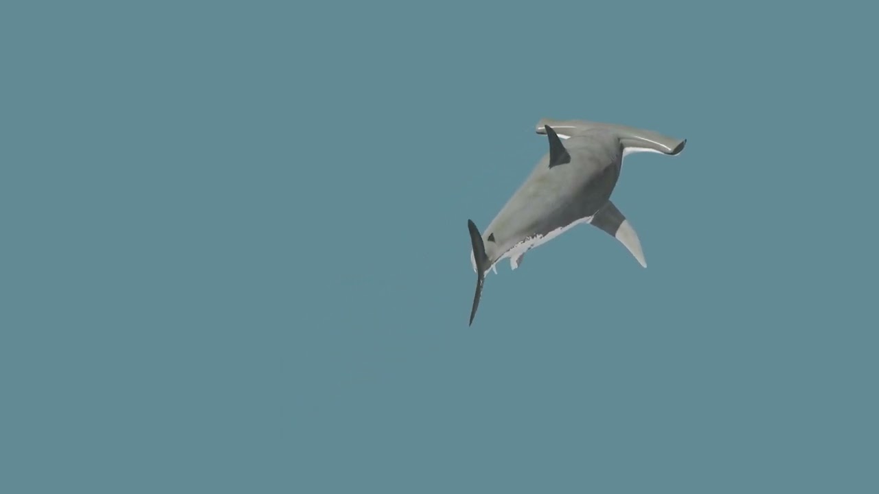Hammerhead Shark 8K- 3d animated 3D Model