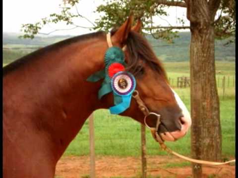 Cabanha Ventania - Clipe