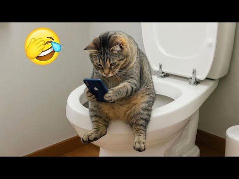 Try Not To Laugh 🥰 Best Funny Cats and Dogs Videos 2026 😻🐶 Part 12