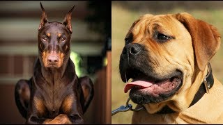 Top 10 mejores razas de perros guardianes